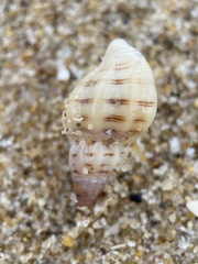 Agnewia tritoniformis