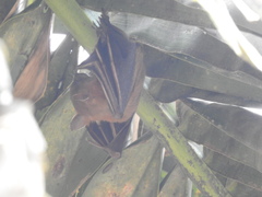 Cynopterus sphinx