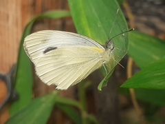 Pieris canidia
