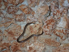 Boaedon fuliginosus