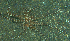 Wunderpus photogenicus