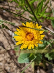 Sonchus megalocarpus