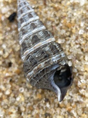 Batillaria australis