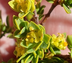 Pimelea serpyllifolia