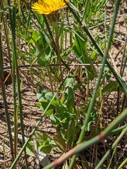 Sonchus megalocarpus