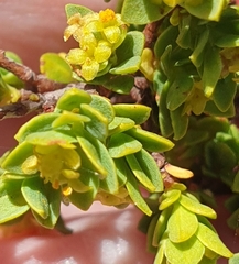 Pimelea serpyllifolia