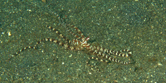 Wunderpus photogenicus