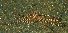 Wunderpus photogenicus