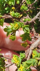 Pimelea serpyllifolia