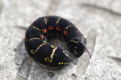 Theretra oldenlandiae