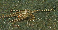 Wunderpus photogenicus