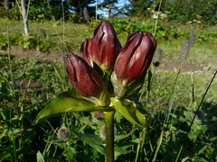 Gentiana purpurea