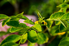 Englerodaphne pilosa