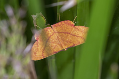 Eumelea rosalia