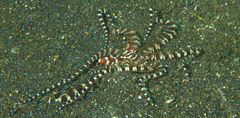 Wunderpus photogenicus