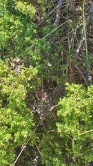 Pimelea serpyllifolia