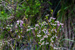 Erica cubica