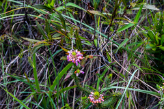 Erica cubica