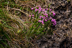 Erica cubica