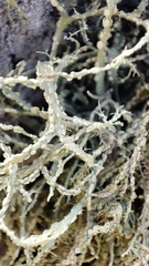 Ramalina subfarinacea