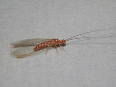 Dysochrysa furcata