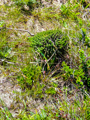 Euphorbia flanaganii