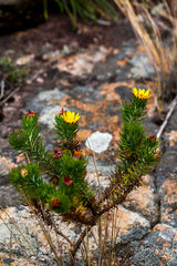 Euryops brachypodus