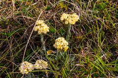 Helichrysum appendiculatum