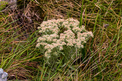 Helichrysum spiralepis