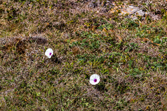 Ipomoea crassipes