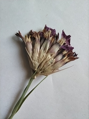 Dianthus membranaceus