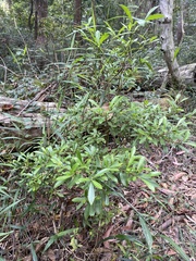 Psychotria daphnoides