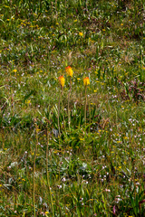 Kniphofia drepanophylla