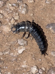 Carabina