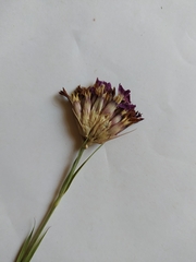 Dianthus membranaceus