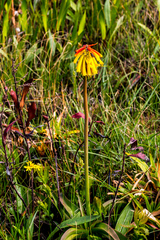 Kniphofia drepanophylla