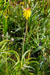 Kniphofia drepanophylla