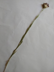 Dianthus membranaceus