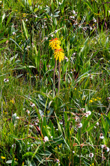 Kniphofia drepanophylla