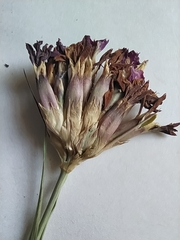 Dianthus membranaceus