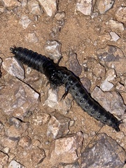 Carabina