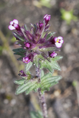 Parentucellia latifolia