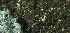 Gobiinae