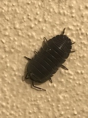 Armadillidium depressum