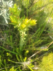Gnidia juniperifolia