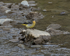 Motacilla cinerea cinerea