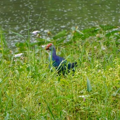 Porphyrio poliocephalus