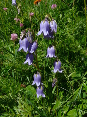 Campanula barbata