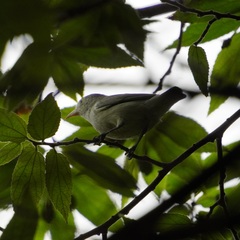 Dicaeum erythrorhynchos