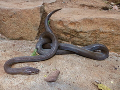 Boaedon fuliginosus